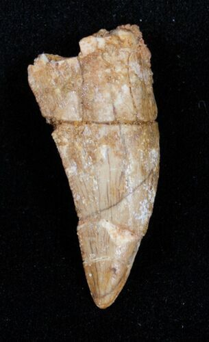 Bargain Deltadromeus Tooth - 1.37 inches